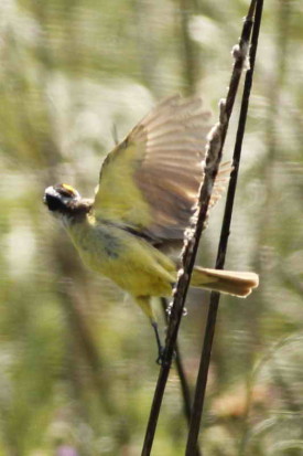 Benteveo común/Great Kiskadee