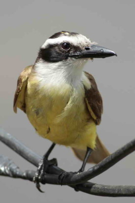 Benteveo común/Great Kiskadee