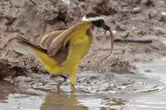Benteveo común/Great Kiskadee
