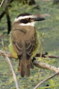 Benteveo común/Great Kiskadee