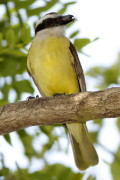 Benteveo común/Great Kiskadee