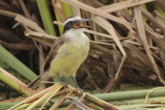 Benteveo común/Great Kiskadee