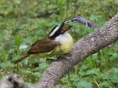 Benteveo común/Great Kiskadee