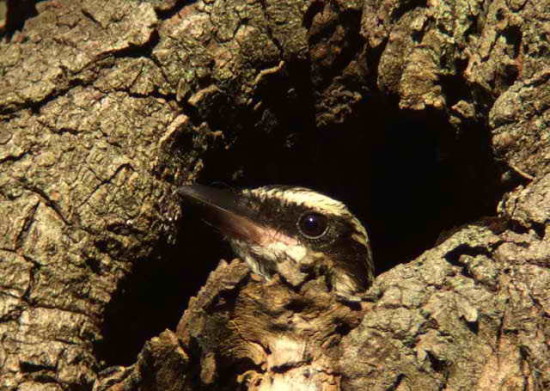 Benteveo rayado/Streaked Flycatcher