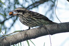 Benteveo rayado/Streaked Flycatcher