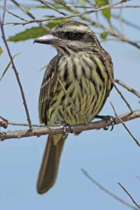 Benteveo rayado/Streaked Flycatcher