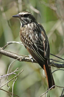 Benteveo rayado/Streaked Flycatcher