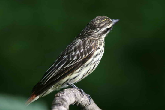 Benteveo rayado/Streaked Flycatcher