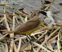 Benteveo común/Great Kiskadee