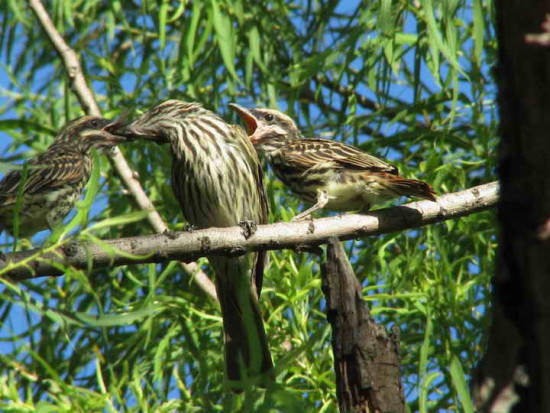 Benteveo rayado/Streaked Flycatcher