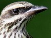 Benteveo rayado/Streaked Flycatcher