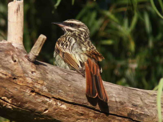 Benteveo rayado/Streaked Flycatcher