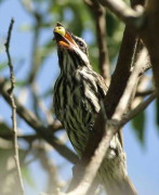 Benteveo rayado/Streaked Flycatcher