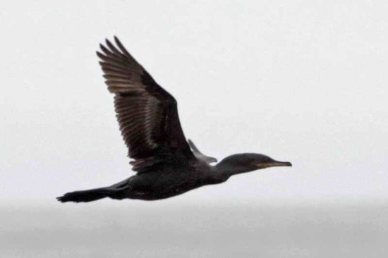 Biguá/Neotropic Cormorant