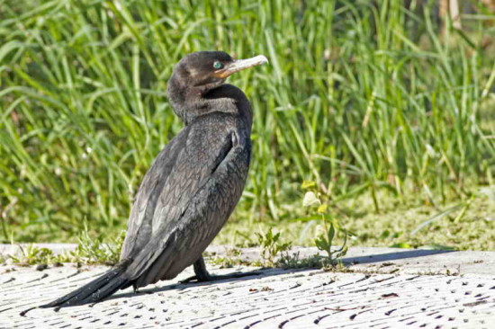 Biguá/Neotropic Cormorant