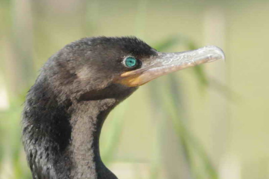 Biguá/Neotropic Cormorant