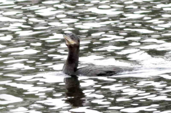 Biguá/Neotropic Cormorant