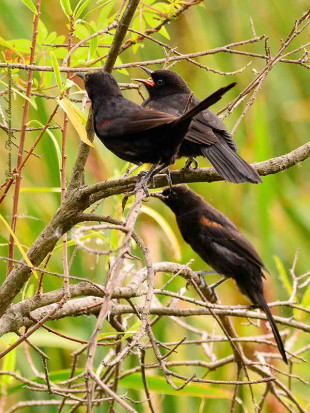 Boyerito/Variable Oriole