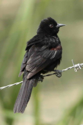 Boyerito/Variable Oriole