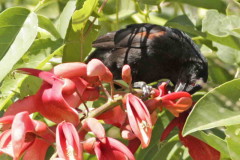 Boyerito/Variable Oriole