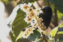 Boyerito/Variable Oriole