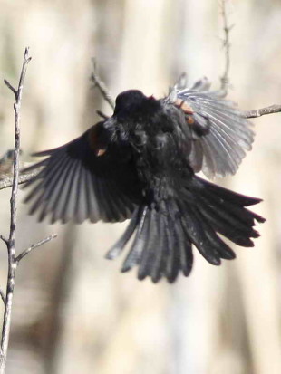 Boyerito/Variable Oriole