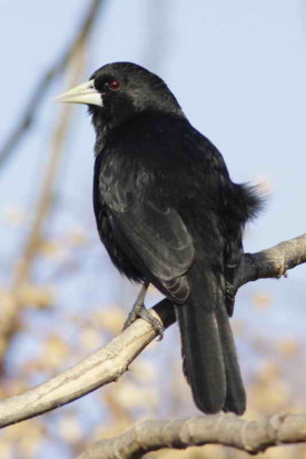 Boyero negro/Solitary Black Cacique