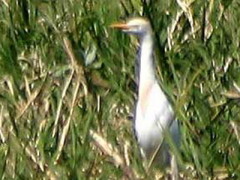 Garcita bueyera/Cattle Egret