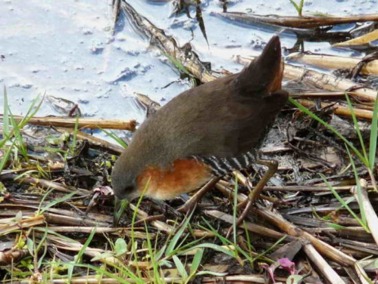 Burrito común/Rufous-sided Crake