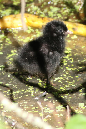 Burrito común/Rufous-sided Crake