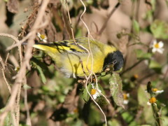 Cabecitanegra común/Hooded Siskin