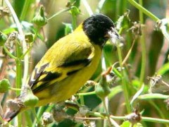 Cabecitanegra común/Hooded Siskin