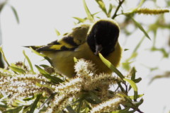 Cabecitanegra común/Hooded Siskin