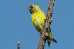 Cabecitanegra común/Hooded Siskin