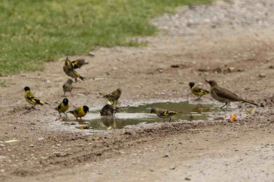 Cabecitanegra común/Hooded Siskin