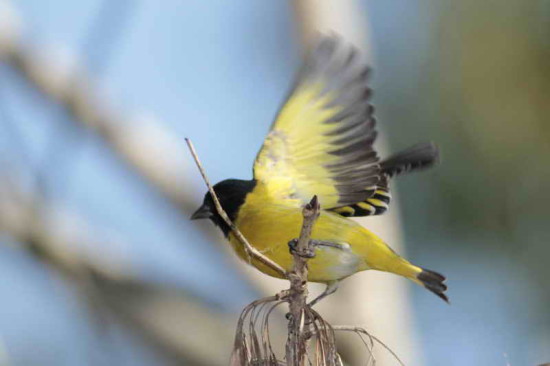 Cabecitanegra común/Hooded Siskin