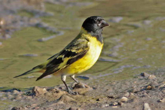 Cabecitanegra común/Hooded Siskin