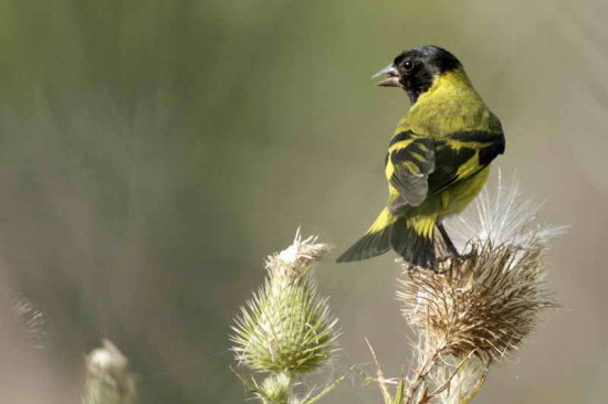 Cabecitanegra común/Hooded Siskin