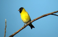 Cabecitanegra común/Hooded Siskin