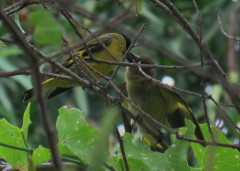 Cabecitanegra común/Hooded Siskin