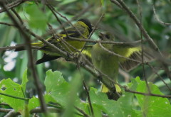 Cabecitanegra común/Hooded Siskin