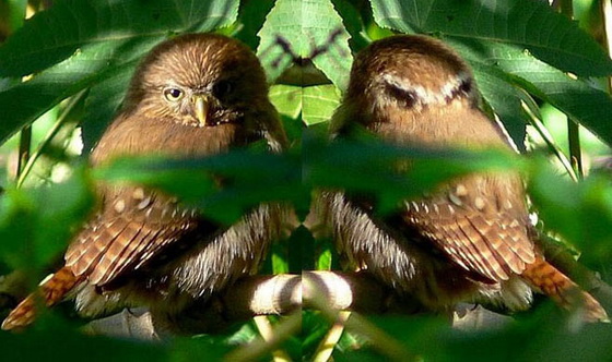 Caburé/Ferruginous Pygmy-Owl