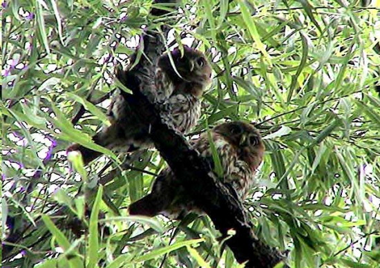 Caburé/Ferruginous Pygmy-Owl