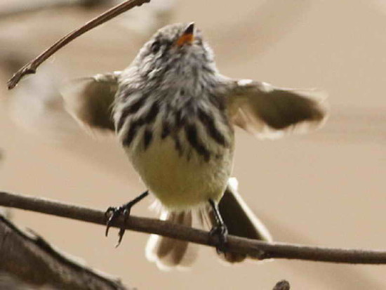 Cachudito pico amarillo/Yellow-billed Tit-Tyrant