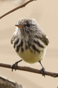 Cachudito pico amarillo/Yellow-billed Tit-Tyrant