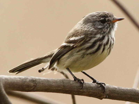 Cachudito pico amarillo/Yellow-billed Tit-Tyrant