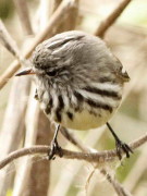 Cachudito pico amarillo/Yellow-billed Tit-Tyrant