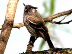 Cachudito pico amarillo/Yellow-billed Tit-Tyrant