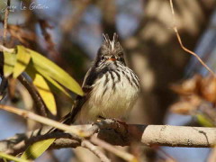 Cachudito pico amarillo/Yellow-billed Tit-Tyrant