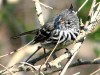 Cachudito pico amarillo/Yellow-billed Tit-Tyrant